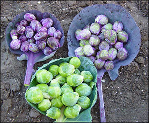 brussells sprouts