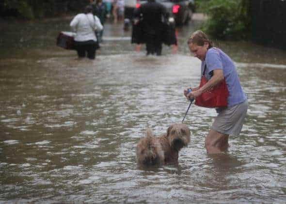 Houston flood evacuees and their pets