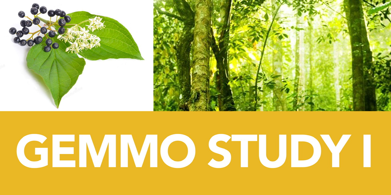 GemmoStudy1 GemmoStudy1