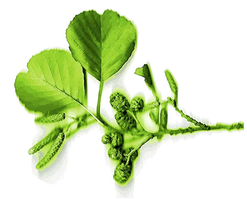 common alder gemmotherapy extract to support respiratory health