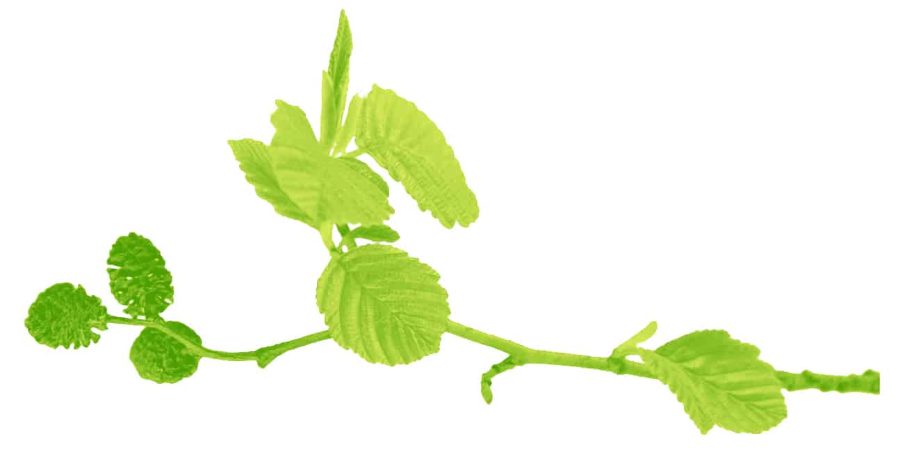 gray alder a gemmotherapy extract to support fertility