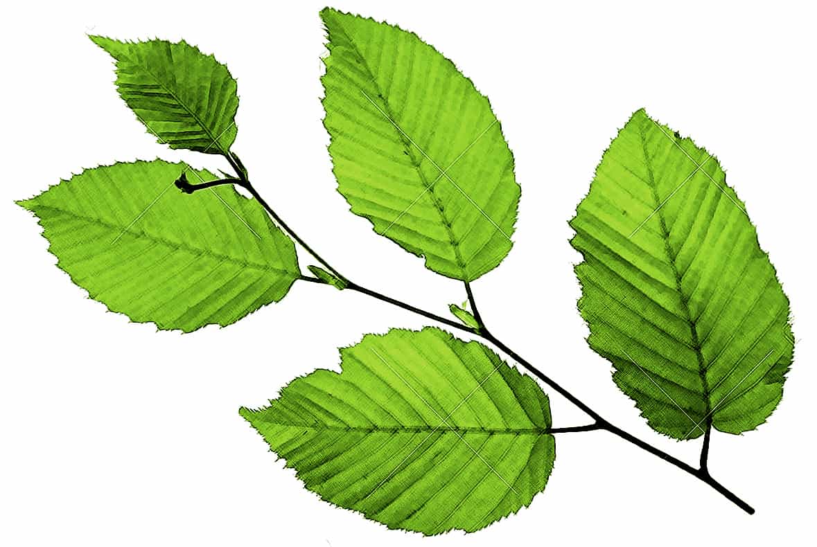 hornbeam gemmotherapy extract to support respiratory health