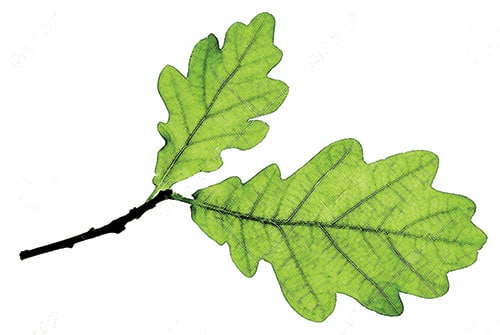 Oak is one of Lauren's favorite natural healing herbs.