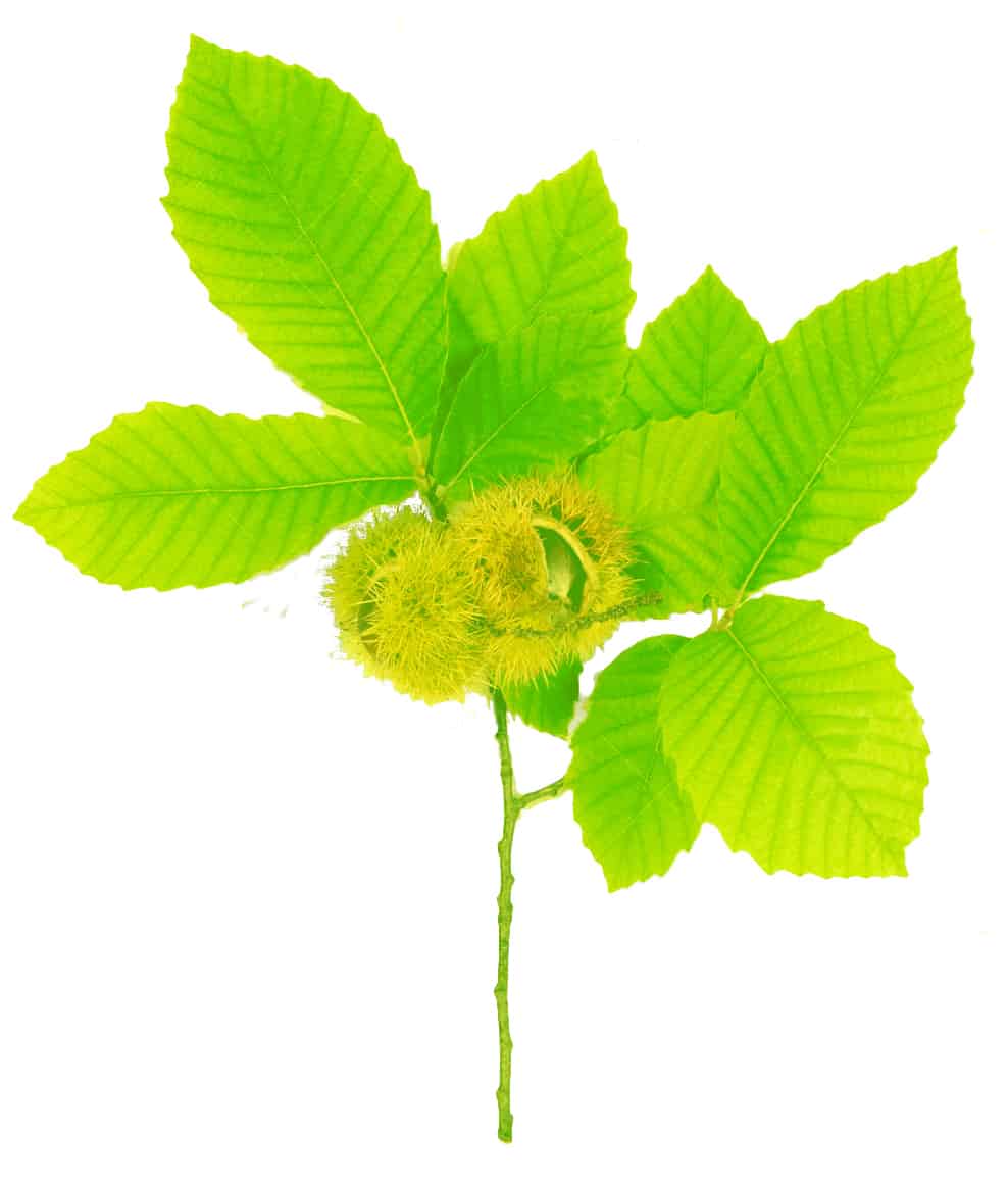 sweet chestnut gemmotherapy extract to support respiratory health
