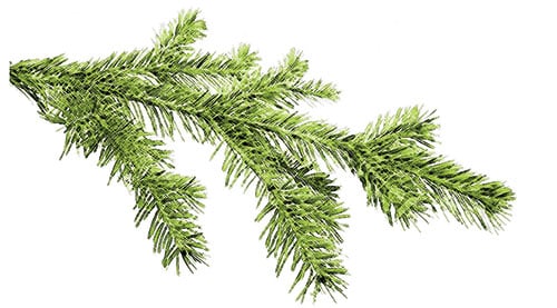 Silver fir is one of the most powerful herbs for health.