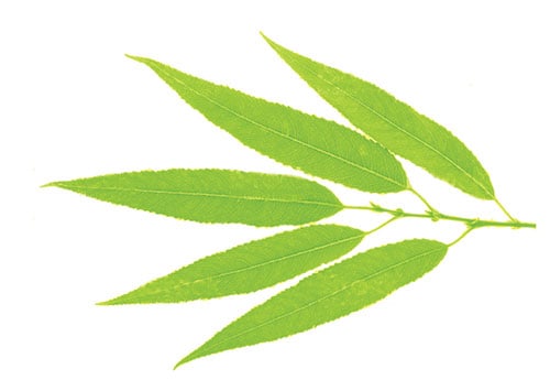 white willow a gemmotherapy extract to support emotional wellbeing
