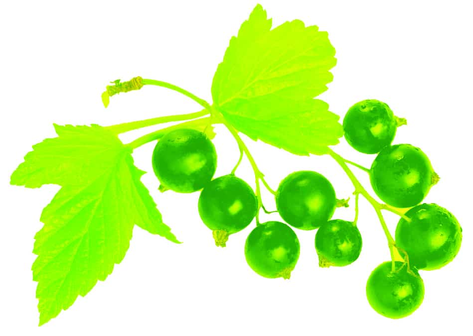 black currant gemmotherapy extract to support respiratory health, baby and child health