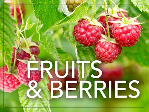 Fruits and berries contain vitamins to strengthen immune system.