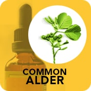 Common alder helps build a healthy immune system.