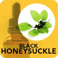 Black honeysuckle for a good immune system.