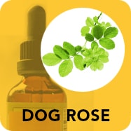 Dog rose to boost immune system naturally.