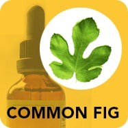 Common fig to build immune system.