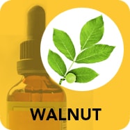 Walnut to increase immunity naturally.
