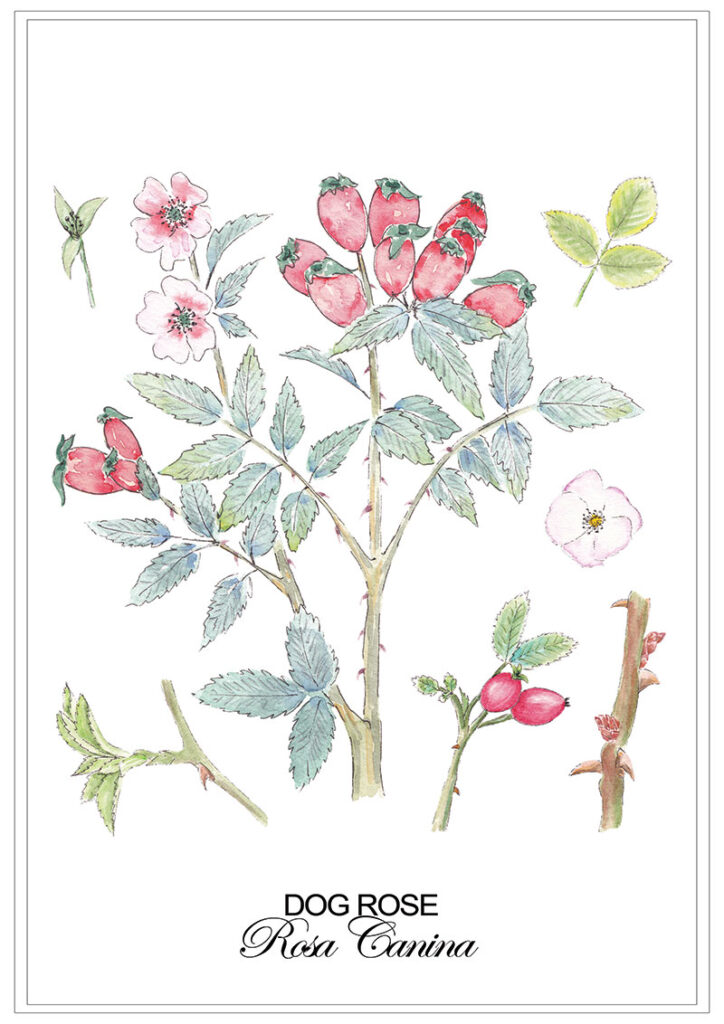 Dog rose