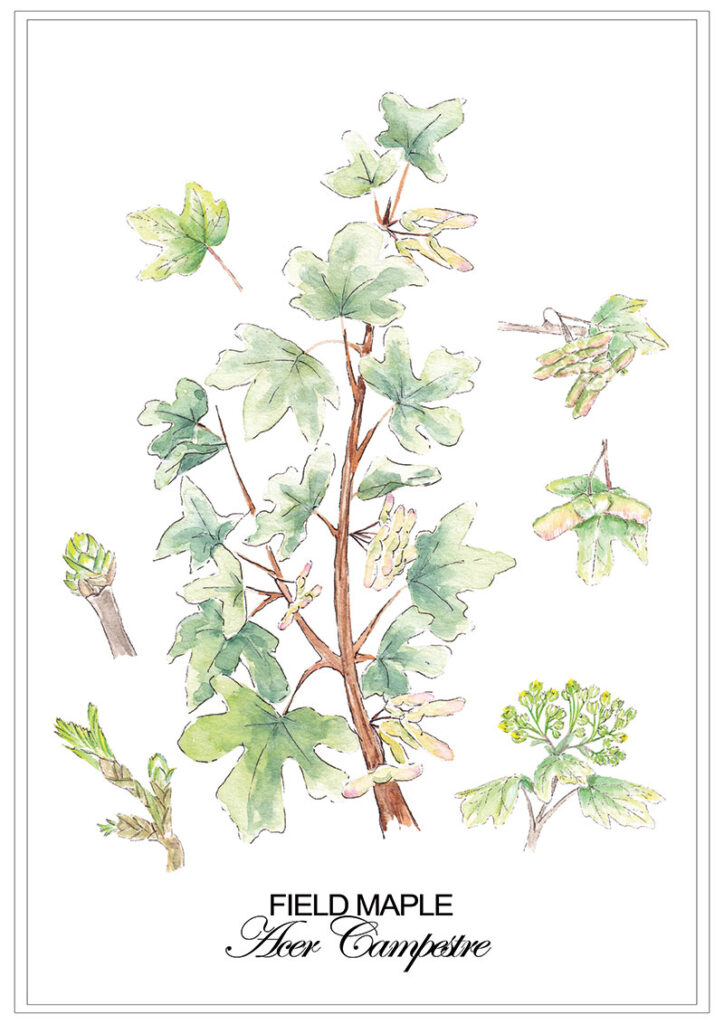 Field Maple