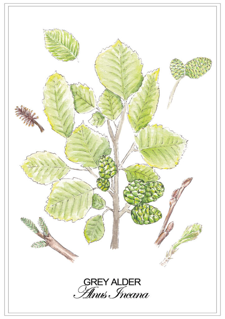 Grey Alder