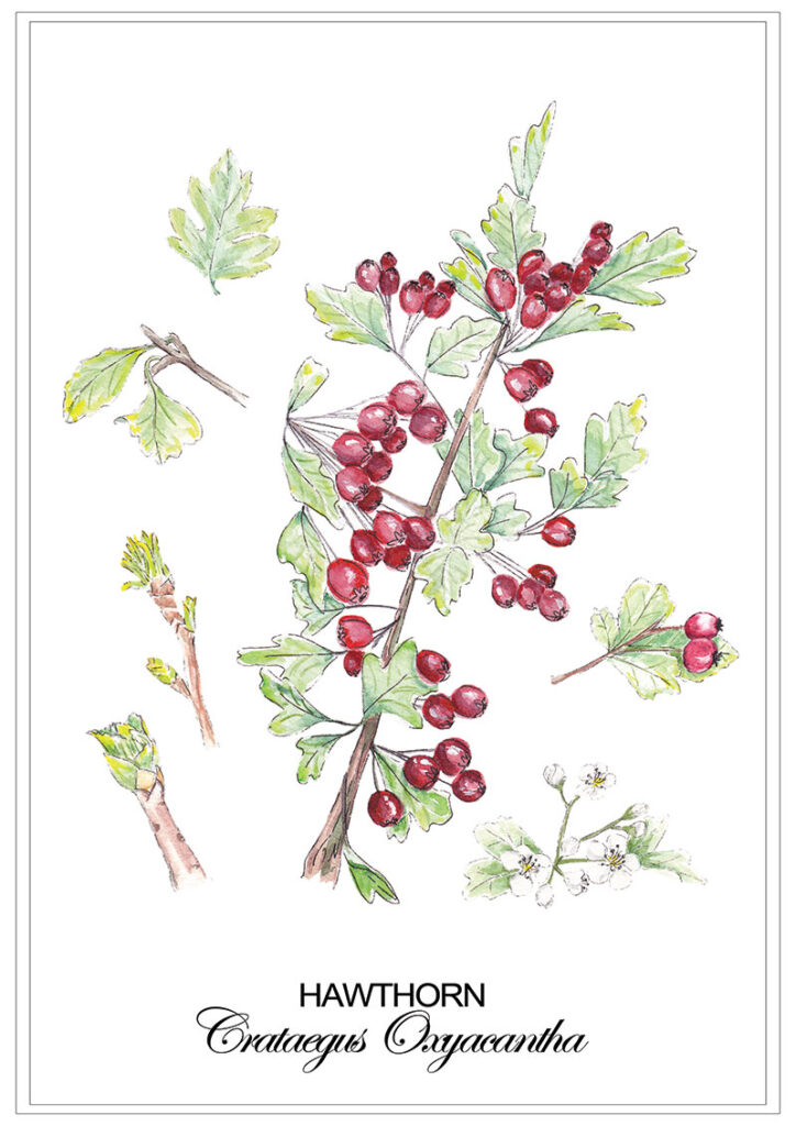 Hawthorn