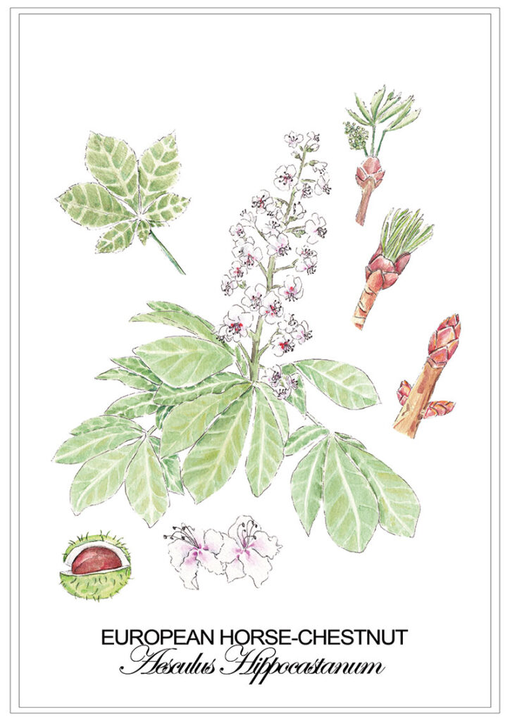 Horse Chestnut
