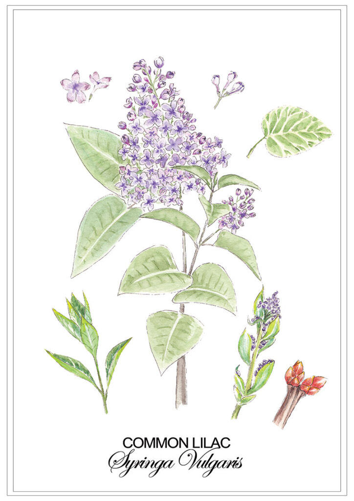 Lilac