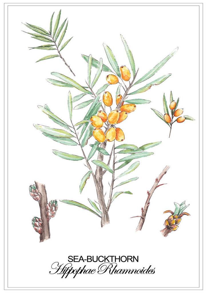 Sea Buckthorn