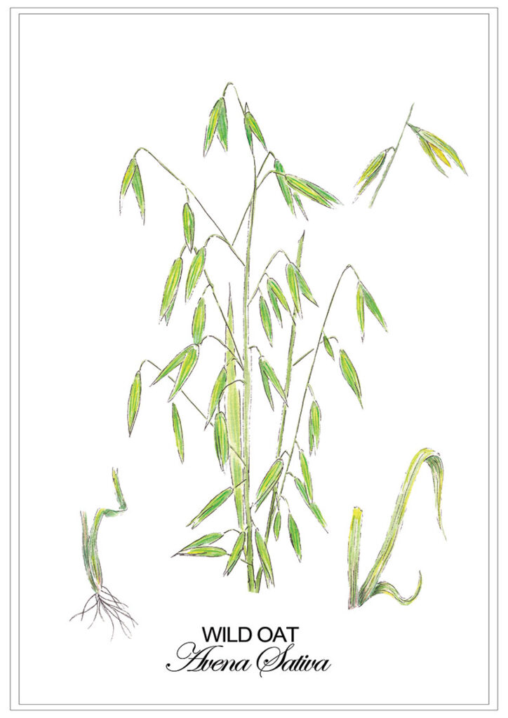 Oat