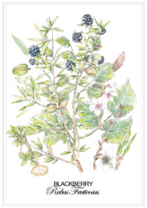 blackberry
