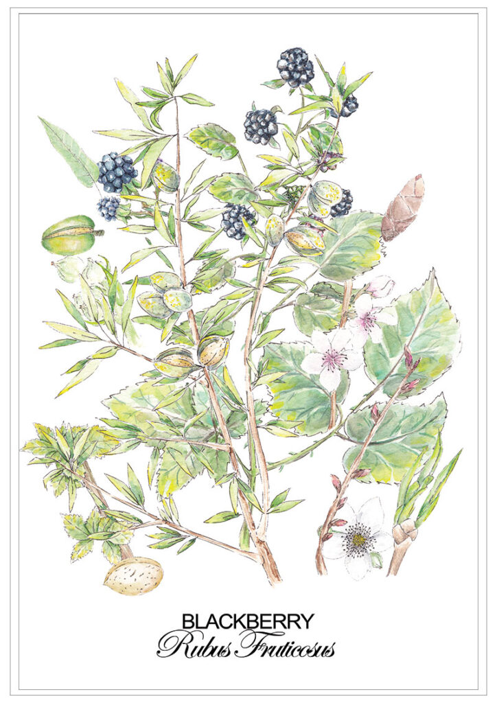 blackberry