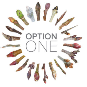 Option1 Option1