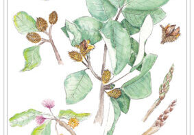Common beech