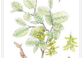 Hornbeam