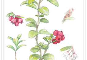 Lingonberry