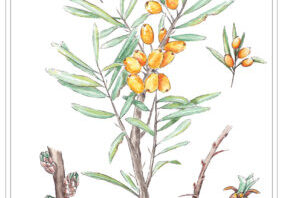 Sea Buckthorn